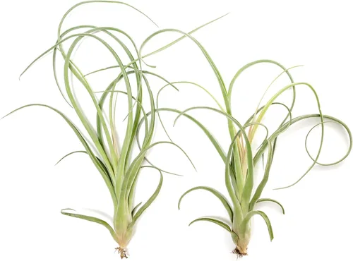 Vista 4 de Air Plant Shop Tillandsia Curly Slim (T. Intermedia x T. Streptophylla) - Planta de aire - Suculentas - Tillandsia viva - Plantas