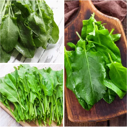 Vista 3 de Seed Needs, Semillas de acedera de hoja grande, 500 semillas tradicionales para plantar Rumex acetosa, hierba medicinal o culinaria sin OMG y sin