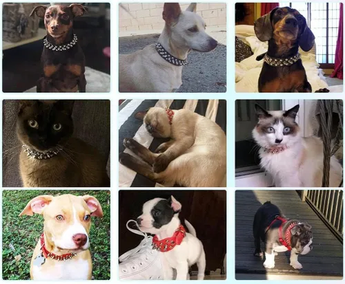 Vista 2 de Collar de perro con tachuelas, ajustable de cuero suave para cachorros para perros pequeños y medianos, bulldog pitbull, mastín caniche y boxeador