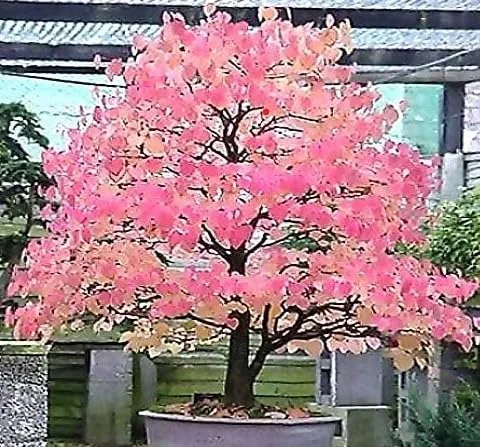 Vista 3 de Cercidiphyllum japonicum (árbol Katsura japonés, árbol Judas japonés) Semillas de árbol, follaje elegante y aromático y colores vibrantes de otoño