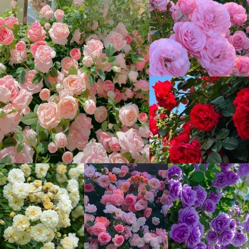 Vista 2 de 160 semillas de rosas trepadoras para plantar, paquete de semillas de jardín de flores florecientes fragantes, reliquia sin OMG para jardín al aire