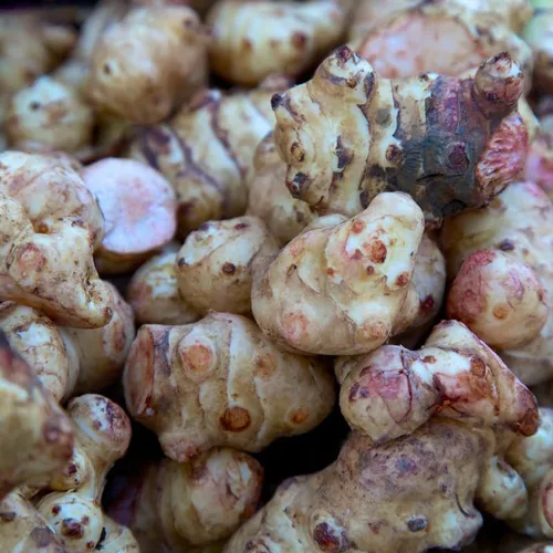 Vista 3 de Tubérculos de 1 libra de alcachofas de Jerusalén, bulbos de Sunchokes Bulbs, Alcachofas de Jerusalén vegetales Bulbos Tubérculos para plantar