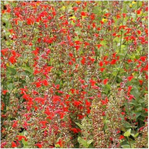 Vista 4 de Everwilde Farms - Semillas de flores silvestres nativas de salvia escarlata de 1 onza - Gold Vault