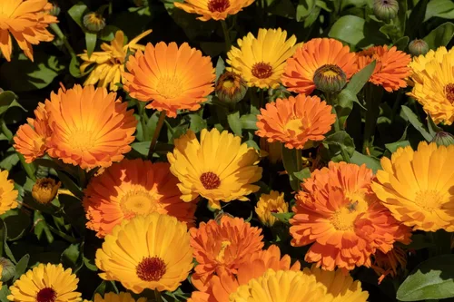 Vista 7 de 500 Colores Mezclados Fancy Mix Pot Caléndula Caléndula Officinalis Semillas De Flor