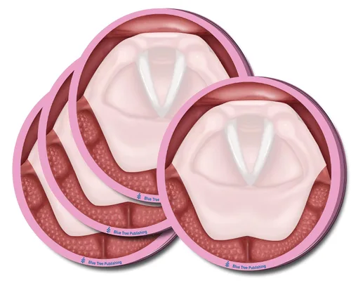 Vista 25 de Notas Adhesivas de Anatomía