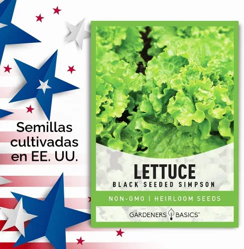 Vista 4 de Gardeners Basics - Semillas de lechuga Simpson de semillas negras