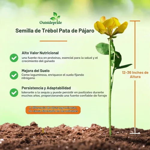 Vista 4 de Outsidepride Semilla de trébol perenne de pie de pájaro, 1 libra de nitrorecubrimiento, inoculada, resistente al invierno, semillas de leguminosas