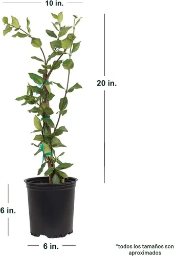 Vista 2 de Star Jasmine 'Large Leaf' (2.5 cuartos de galón) Aromático Blanco Floreciente Vid de hoja perenne – Planta de pleno sol vivo para exteriores