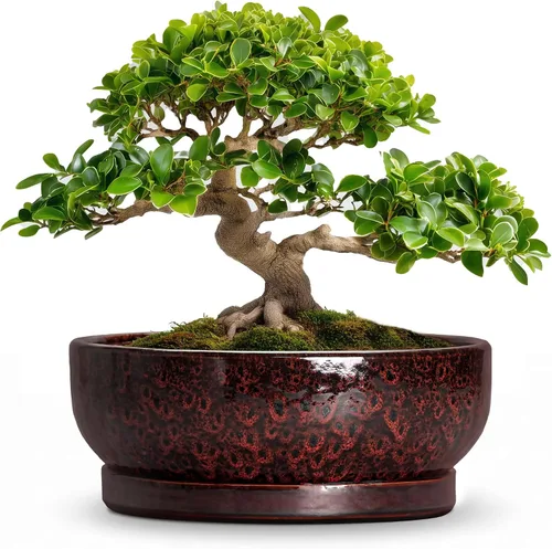 Vista 44 de Succulent Pots, 6 Inch Ceramic Bonsai Pots with Saucer, Blue