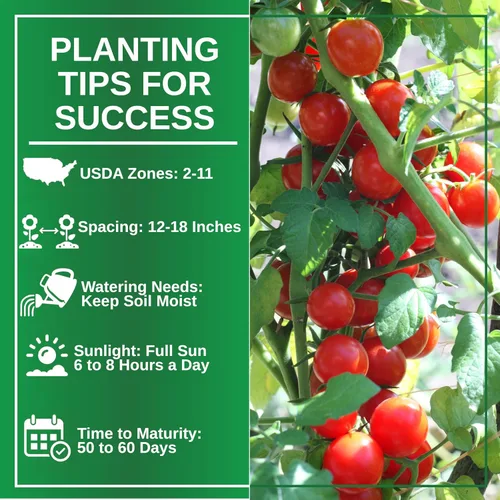 Vista 6 de TKE Farms & Gardens - Semillas de tomate Tiny Tim para plantar, más de 60 semillas tradicionales sin OMG, tomates cherry compactos para espacios