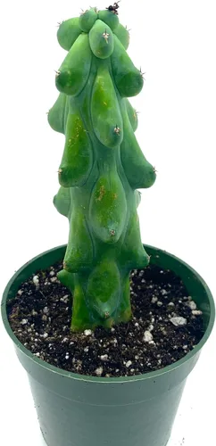 Vista 6 de Cactus de cola de mono de 4 pulgadas (Cleistocactus Colademonis) - Fácil de cultivar en interiores/exteriores, luz solar indirecta. Suelo bien