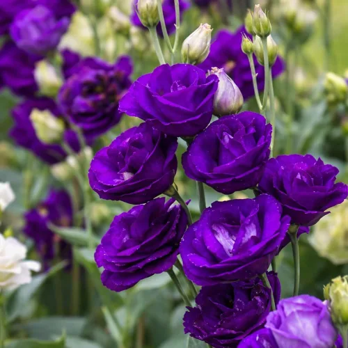 Vista 5 de Más de 300 semillas de flores Lisianthus para plantar, semillas de eustoma, doble flor al aire libre, semilla de Lizzienthus sin OMG, plantas
