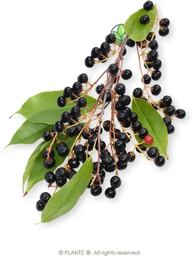 Vista 3 de Cereza Negra Europea Semillas Premium Prunus padus 'Fruit' Plants'® (Premium Seeds, 5)