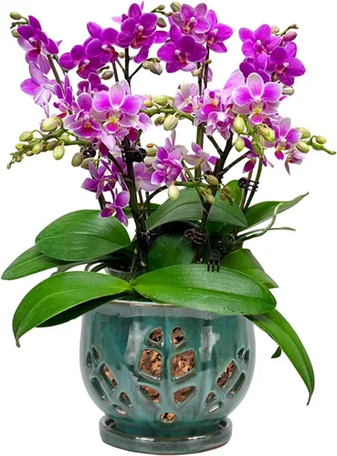 Vista 13 de W&W Maceta de orquídeas con agujeros y platillo para trasplantar, azul, 6.5 pulgadas