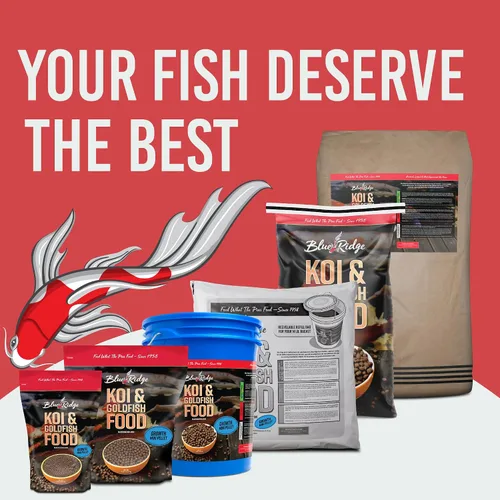 Vista 8 de Blue Ridge comida para peces Koi 2 libras - Fórmula de crecimiento mini para peces Koi, comida para peces dorados, comida premium para peces