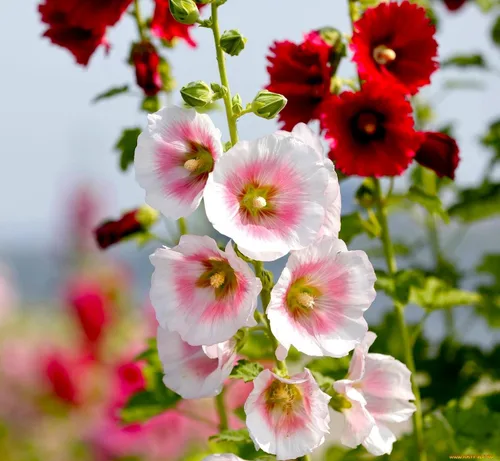 Vista 3 de Semillas Mezcla de Semillas de Malvarrosa Malva 30+ Semillas para Plantar Flores Perennes Vistosas Mezcla Multicolor