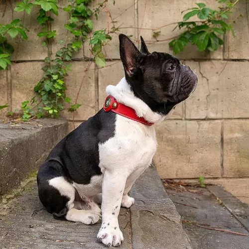 Vista 2 de Collar de perro, soporte para collar de perro AirTag, collar de perro impermeable con AirTag, collar de perro rastreador GPS para perros pequeños