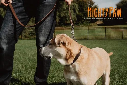 Vista 6 de Collar Martingala para Perros Mighty Paw - Diseño Anti-Tirón - Cadena de Acero Inoxidable - Entrenamiento Limitado con Correa de Cincha - Collar
