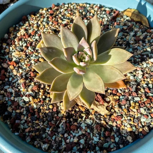 Vista 6 de 2.4 libras Mezcla de guijarros de roca volcánica hortícola para bonsái, piedra pómez para plantas suculentas y cactus, grava decorativa arenosa