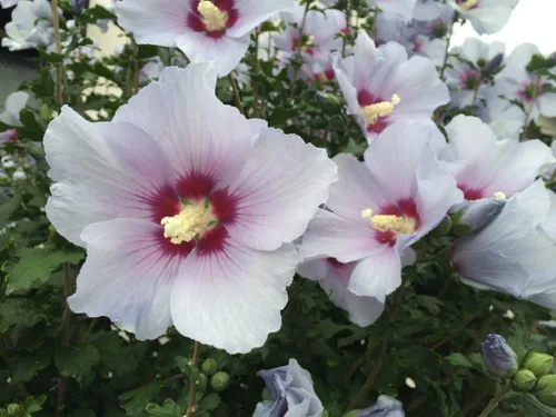 Vista 5 de Semillas Malvavisco Althaea officinalis No GMO Heirloom