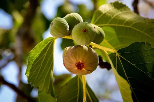 Vista 5 de Higuera olímpica - 3 plantas de inicio vivo - Ficus Carica - Árbol frutal comestible para el patio y el jardín