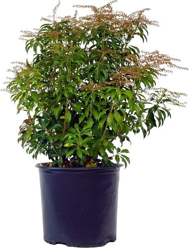 Vista 6 de Pieris jap. 'Cavatine' (Cavatine Dwarf Andromeda) Evergreen, #2 - Contenedor