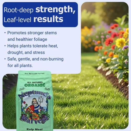 Vista 5 de Neptune's Harvest Alimento orgánico para plantas de algas marinas (1-0-2) – Bolsa resellable de 4 libras – Fertilizante multiusos de algas marinas