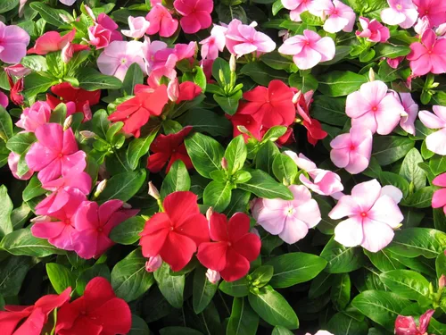 Vista 4 de Semillas Bígaro Madagascar Mix - Vinca - Flores perennes para plantar - Sin OMG
