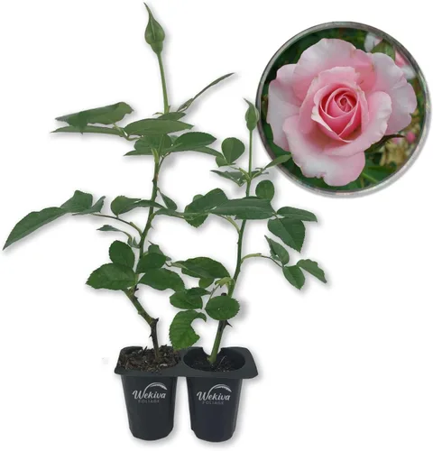 Vista 8 de Our Lady of Guadalupe Rose Bush - Planta de inicio en vivo en una maceta de 2 pulgadas, rosa herencia bellamente fragante de Florida, una belleza