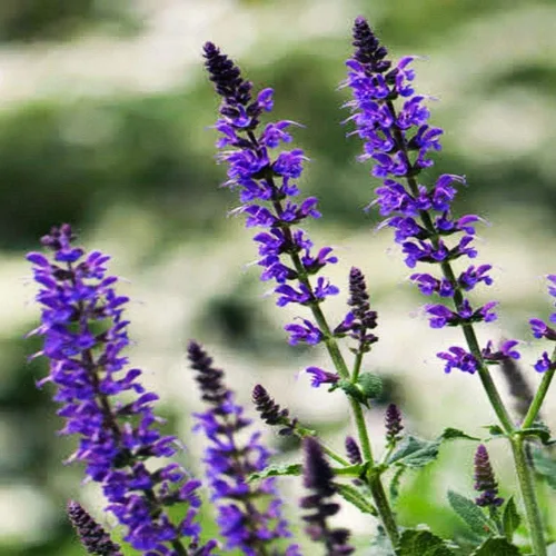 Vista 7 de Seeds Garden Sage Medicinal - Salvia Officinalis - Tulasi de interior - Hierbas tradicionales - Sin OMG