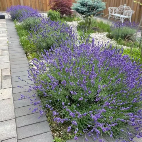 Vista 6 de ZEshops 1000 semillas de lavanda – Floraciones de reliquia fragantes sin OMG para plantar al aire libre, plantas perennes aptas para polinizadores