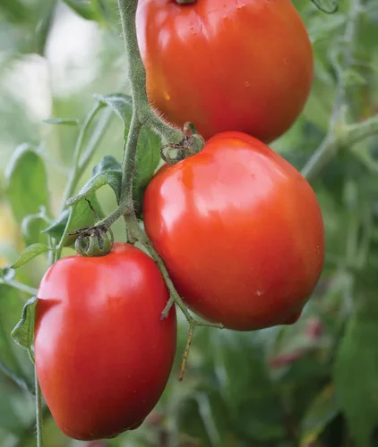 Vista 4 de Burpee 'Big Mama' Hybrid Tomate de pasta roja grande 50 semillas