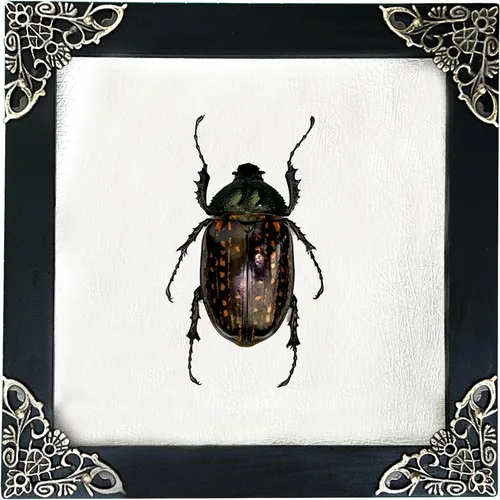 Vista 76 de 2 Real Dragonfly Specimens Shadow Box Framed Insect Display Oddities Curiosities Entomology Collection Natural History Wall Decor Gift for Nature