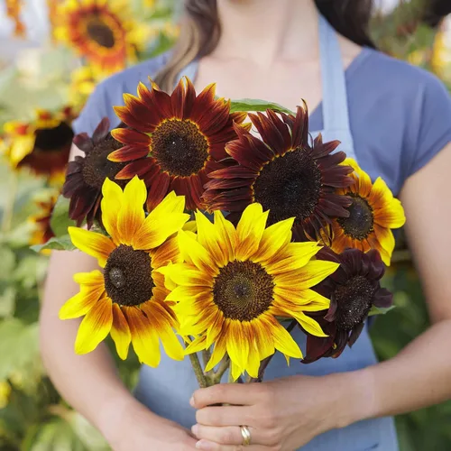 Vista 35 de Eden Brothers Semillas de girasol - Autumn Beauty