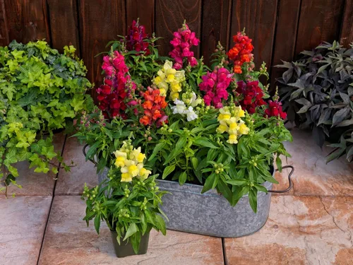 Vista 3 de Seeds Dwarf Low Snapdragon Mix - Flores anuales para plantar - Sin OMG