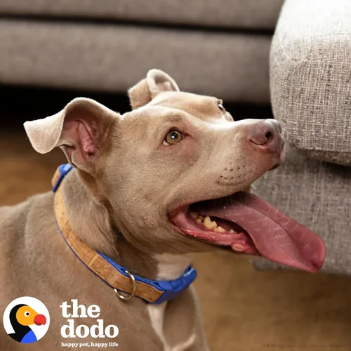 Vista 2 de The Dodo Collar de corcho para perro, rayas, talla pequeña; collar de material de corcho para perros, ropa diaria de mascotas; ajustable a presión