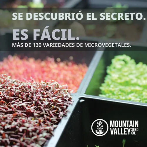 Vista 7 de Mountain Valley Seed Co - Semillas de rábano y microgreens Flecha roja Variety - 1 LB - Non-GMO - Heirloom - Fast-Growing, Spicy Radish Sprouts &