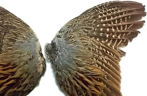 Vista 5 de 1 par - Juego de plumas de gallo de faisán natural (izquierda y derecha) para entrenamiento de perros