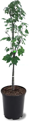 Vista 4 de American Plant Exchange Árbol de arce rojo grande de verano, maceta de 5 galones, 2-3 pies de alto, planta de jardín grande para exteriores
