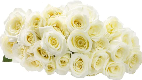 Vista 3 de Blooms2Door - 25 Rosas Rosadas (Fresco - 19.7 in) - Flores Frescas para Cumpleaños, San Valentín y Día de la Madre