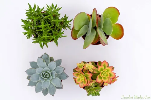Vista 4 de Suculentas grandes y coloridas para exteriores – Surtido de 4 pulgadas – Plantas suculentas vivas para exteriores – Grandes suculentas vivas