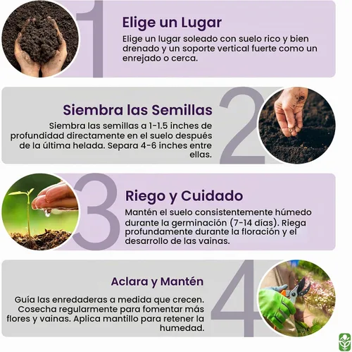 Vista 5 de Heirloom - Semillas de frijol Scarlet Runner - 20 semillas de frijol