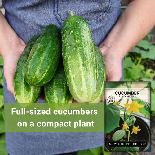 Vista 3 de Sow Right Seeds - Semillas de pepino Spacemaster para plantar - Paquete de reliquia sin OMG con instrucciones para cultivar un huerto doméstico al