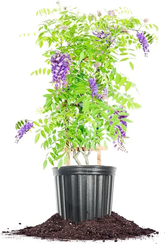 Vista 7 de Perfect Plants Enredadera de glicina colgante amatista 1 galón Arbusto vivo para plantación al aire libre Enredaderas de rápido crecimiento