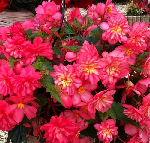 Vista 6 de Más de 100 semillas de flores de begonia rosa sin parar, ornamentales fáciles de cultivar semillas de flores
