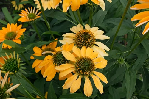 Vista 9 de 25 semillas de flor de hierba blanca y naranja rojo amarillo púrpura rosa blanco