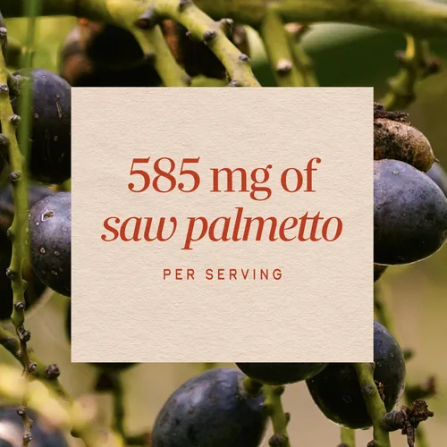 Vista 4 de Nature's Way Saw Palmetto Berries, apoyo tradicional de próstata, suplemento de hierbas para hombres, 585 mg por porción, proyecto verificado sin
