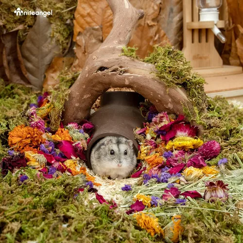 Vista 5 de Niteangel Decoración Natural de Hábitat de Cama de Flores y Hierbas - para Hámsters, Jerbos, Ratones, Lemmings, Degus u Otras Mascotas Pequeñas