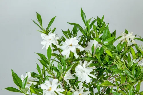 Vista 5 de Planta viva resistente a las heladas Gardenia de Perfect Plants, maceta de 1 galón Gardenia a prueba de heladas