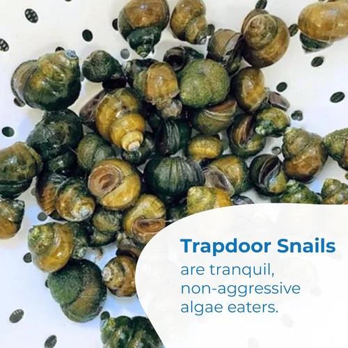 Vista 2 de Toledo Goldfish Caracoles trampilla vivos, perfectos para estanques, acuarios o tanques, 50
